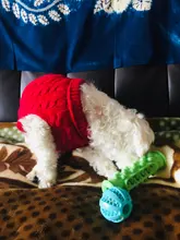 2020 nueva llegada None Cn (Origen) de caucho pelotas juguetes para perros