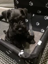 Bolsa de seguridad para perros, para el asiento del coche, impermeable, plegable, para transporte con seguridad de gatos y perros pequeños