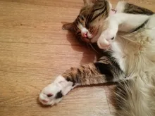 Collar brillante colorido con diamantes de imitación para mascotas, correa de cuero para el cuello, seguro para gatos y perros, accesorios suaves para mascotas, XS/S