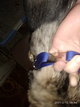 Etiqueta de mascota personalizada para Collar Etiqueta de perro de acero inoxidable, nombre de identificación, etiquetas de perritos de teléfono para perros, gatos, Bulldog, Yorkies, Dirección de Collar grabado para perro