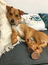 Dog Collar & Leash Set for Pet Dogs Cats Puppies Cute Bowtie Buckle Collar Adjustable