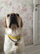 Pet-Dog-Accessories 7-Color High-Quality Adjustable Comfortable