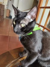 Small Dog Scarf Necklace Pet-Accessories Puppies Trigon Bibs Adjustable for Triangle