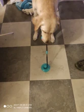 Pet Dog Toys Silicon Suction Cup Tug dog toy Dogs Push Ball Toy Pet Tooth Cleaning Dog