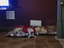 Jacket Clothing Coat Greyhound Waterproof Dog Dogs Large Super-Warm Medium Thick 