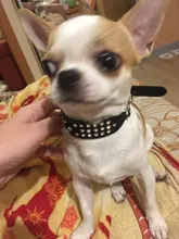 Dog-Collar Rhinestone Dogs Diamante Chihuahua Yorkshire Cat 3 for Small Medium Rows Suede