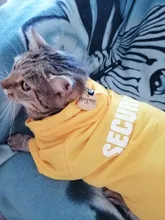 Etiqueta de identificación de Gato de acero inoxidable para mascotas, etiquetas de nombres de mascotas, Collar para gatos, accesorios con teléfono, sexo y etiquetas de nombres, grabado gratis