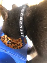 Collar con cascabel para gatos, Chihuahua y gatos, reflectante, correa, suministros para mascotas