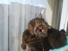 Camas colgantes para gatos, cómodas hamaca con soporte para ventana para mascotas, estante para mascotas, suministros de asientos, rodamiento desmontable, 20kg