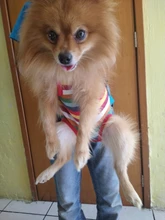 Gato bolsa frente mochila portador de chihuahua de perro de peluche mochila perros pequeños de mascotas productos para mascotas perros chien