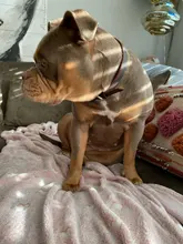 Leash-Set Lead Pet-Collars Dogs Pitbull Small Walking Real-Leather Personalized And 