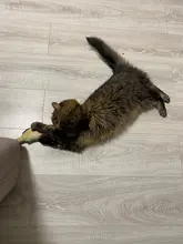 Cheap Pet Products Fish Toy Cat Scratch Board Scratching Post Catnip toys for Cat Pet