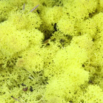 

Moss Sphagnum Yellow