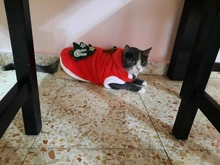 Christmas Dog Clothes Small Dogs Santa Costume for Pug Chihuahua Yorkshire Pet Cat Clothing