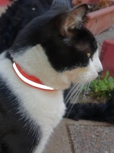 Necklace Cat-Accessories Cats-Bells-Collars Reflective Adjustable Buckles Fashion Nylon