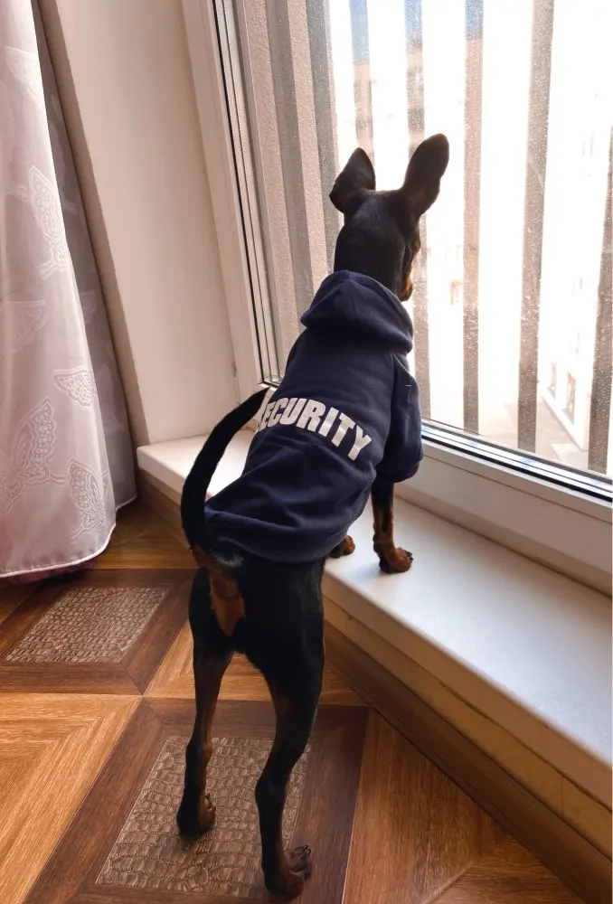 Köpek Sweatshirt