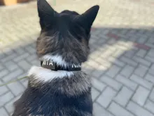 Necklace Name-Tags Dog-Collar KOMMILIFE Personalized For Dogs Nylon with Explosion-Proof