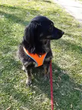 Dog-Harness Pitbull Cats Terrier Truelove Petshop Adjustable Mysudui Black Chihuahua