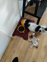 De cerámica tazón de perro gato plato con soporte de madera No derrame de alimentos para mascotas alimentador de agua gatos perros pequeños perros Pet