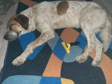 Peine para perros y gatos, Accesorios de belleza para mascotas, rastrillo de pelo con bordes deshilachados, herramienta de vertimiento