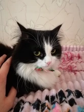 Bow-Tie Necklace Dog-Grooming-Accessories Puppy Dog-Collar Cat Christmas Adjustable Holiday