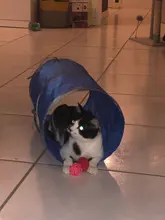 Pet-Cat-Toy Balls Tunnel-Tubes Crinkle Rabbit Play 2-Holes Puppy-Ferrets Dog Fold Collapsible