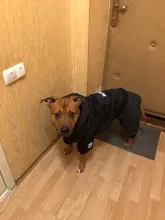 Dog-Coat Winter HOOPET for Dogs Clothing Warm Christmas Big