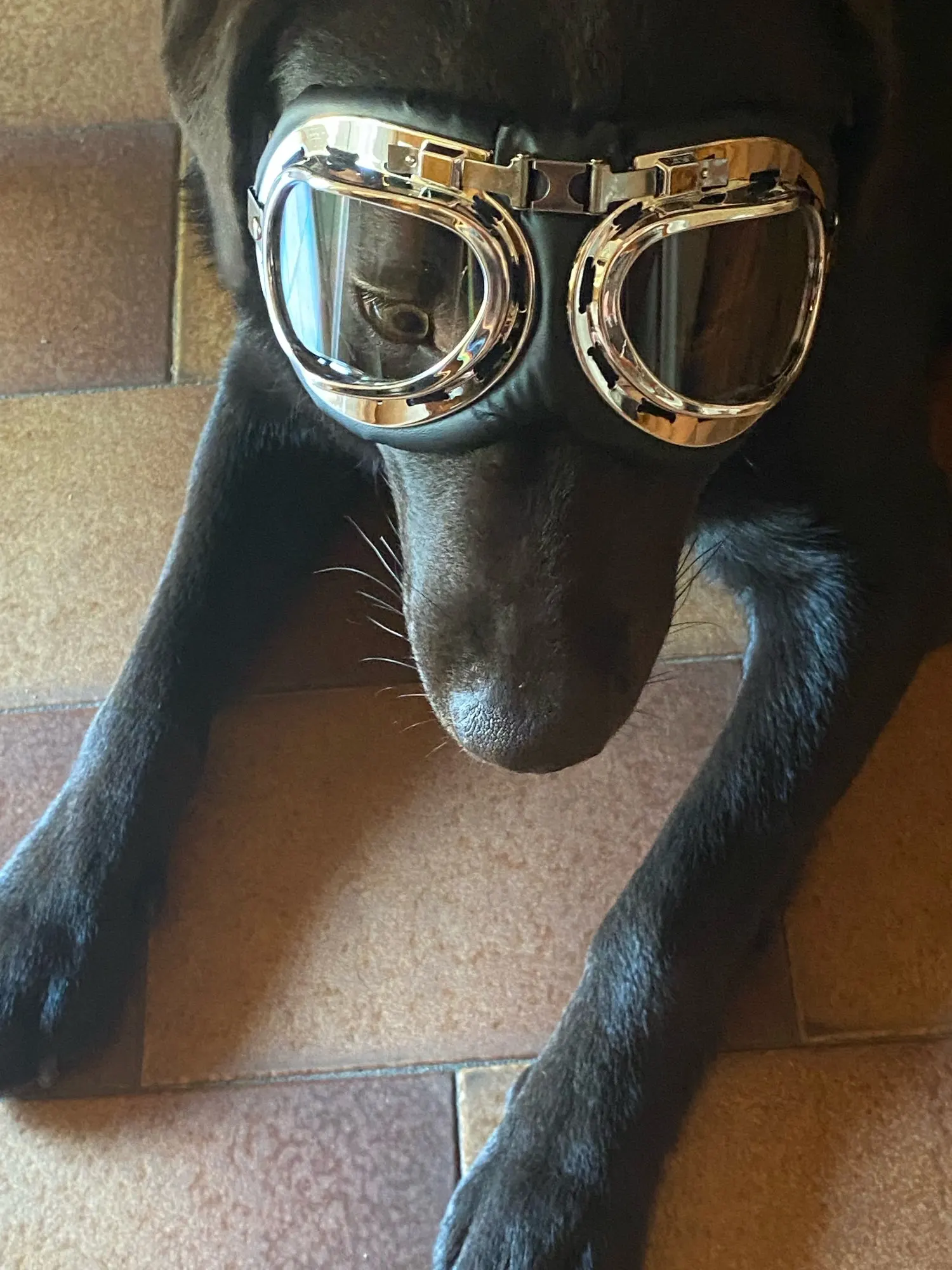 Waterproof Foldable Dog Goggles Small, Medium, and Large Dog