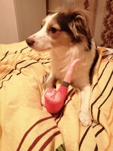 Dog Squeak Puppy-Toys Pets-Supplies Plush-Pipe Bulldog Chew Small-Dogs French for Yorkie