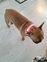 USB de carga Led Collar de perro Anti-perdido/evitar accidente de coche Collar para perros perro collares lleva LED suministra productos para mascotas