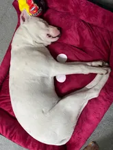 Pet-Bed Puppy Kennel Large Dog Waterproof House Cat-Litter Paw-Print for Four-Seasons