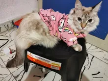 Cartoon Cat Hoodie Sweater Autumn Winter Pet Cat Clothes for Cats Katten Kedi Pullovers