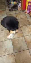 Peluche suave de cebra con sonido de tigre para mascotas, juguete para mascotas