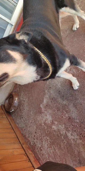 Diamante Dog Collar photo review