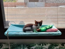 Cama que cuelga de la ventana para mascotas, 20kg, hamaca para gato y mascota, asiento tipo estante