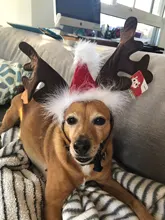Hat Puppy-Festival-Accessories Party-Product Pet-Headband Hair-Hoop Dog Cat Cosplay Christmas