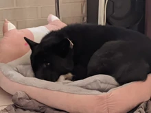 Bed-Mats Blanket-Supplies Kennels Pet-Sofa Cat-House Dogs Cartoon-Shaped Large Cute Dog-Pad