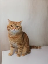 Clippers Pets-Shaver Gromming-Trimmer-Kit Haircut-Machine Dogs Rechargeable Baorun P2