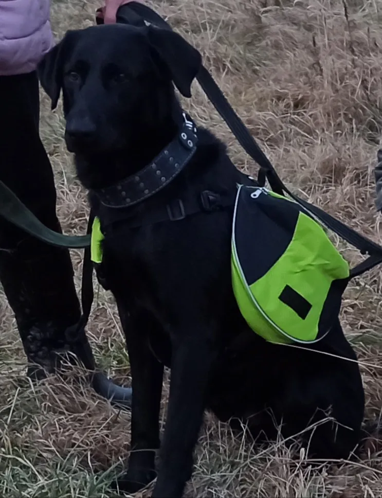 Dog Hiking Backpack | Dog Backpack Harness | Dog Hiking Gear | Dog Hiking Pack photo review