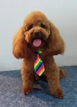 Paw Print Small Dog Harness and Leash Soft Nylon Pet Walking Harness Vest For Chihuahua