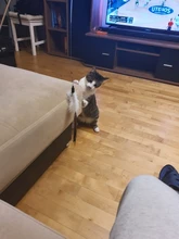 Cat-Stick Toys-Set Teaser Funny Kitten Training-Rod Pet-Supplies Exercise Pets Retractable