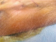 Milofi-papel tapiz pintado a mano para sala de estar, Mural de mono, Toucan del sudeste asiático, papel pintado 3d personalizado