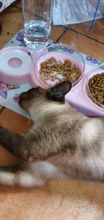 Pet-Feeder Pet-Products Food-Bowl Water-Dispenser Cats Drinking Automatic Dogs for 2-In-1