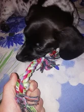 Collar de seguridad delicado para perros, correa de nailon, ajustable, a la moda, campana de camuflaje, gran oferta