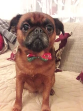 Bow-Tie Necklace Dog-Grooming-Accessories Puppy Dog-Collar Cat Christmas Adjustable Holiday