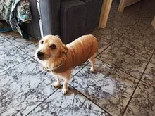 Ropa de invierno cálida para perros, chaleco reflectante para cachorros, chaqueta polar cómoda para mascotas, abrigo para perros pequeños, medianos y grandes, 2020