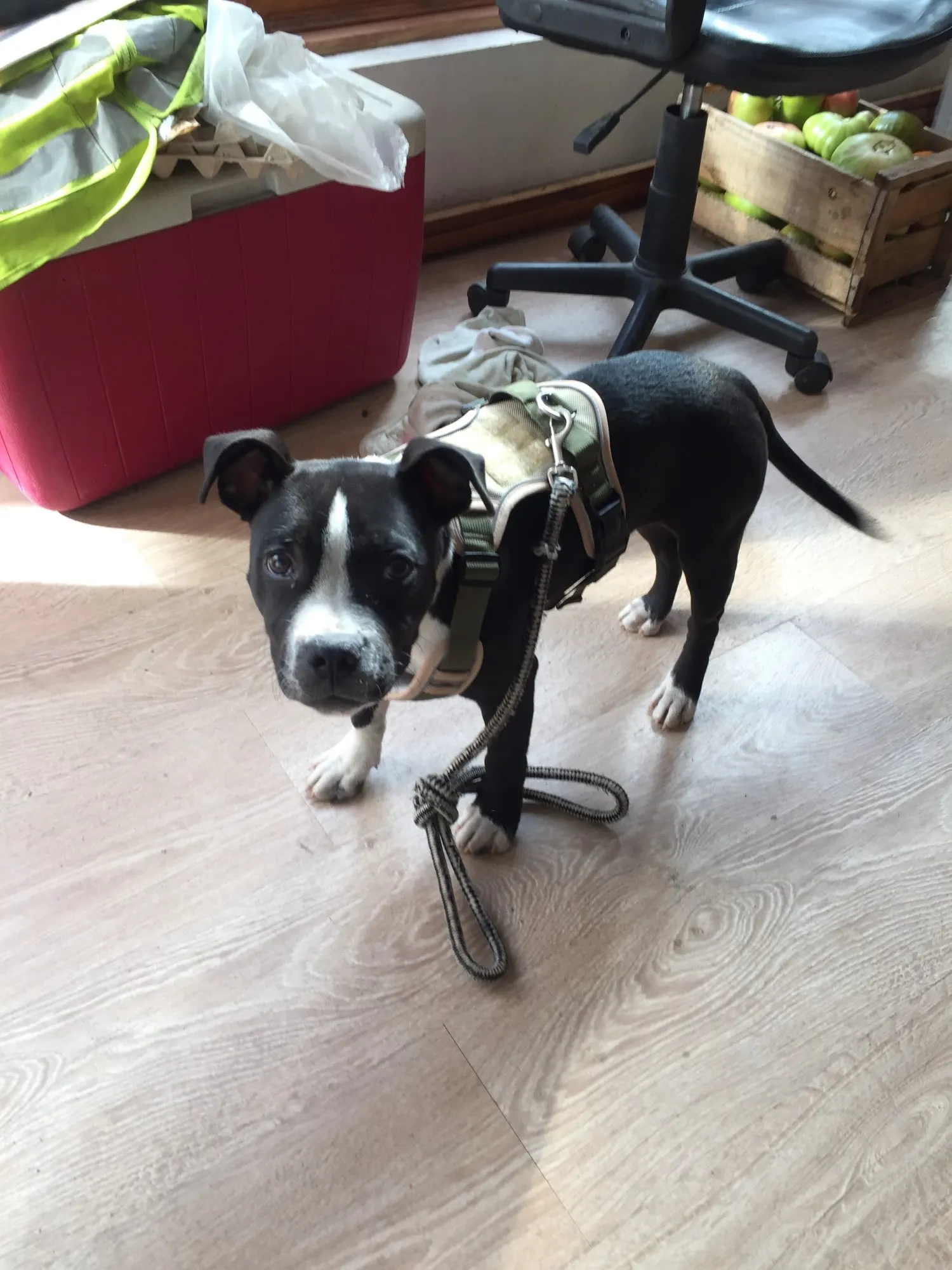 Nylon Dog Harness For Big Dogs Adjustable Safety