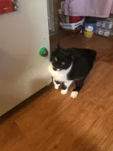 Natural Catnip Toys For Cats Crazy Healthy Cat Toys For Kitten Edible Treating Cleaning