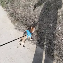 Arnés de nailon pequeño para perros, 10 colores, bonito arnés a prueba de Escape para gatos, conejos, Chihuahua y cachorros