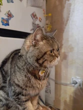 Collar de gatito con Bell corte Cat Collar Breakaway ajustable Collar para gatos Collar para mascotas suministros Collier para gatitos 1PC